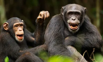 Обои на рабочий стол Обезьяна шимпанзе с детенышем на размытом фоне  природы, by Mark Murphy, обои для рабочего стола, скачать обои, обои  бесплатно