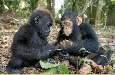 Шимпанзе Большая Обезьяна Родом Из Лесов И Саванн Тропической Африки И  Ближайших Живых Родственников Людей — стоковые фотографии и другие картинки  Африка - iStock