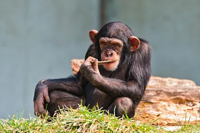 Милая обезьяна шимпанзе, крупный план…» — создано в Шедевруме