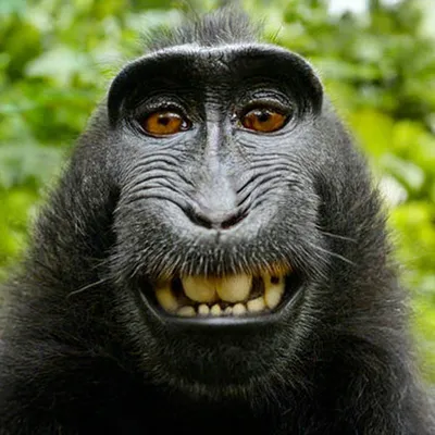 Некрасивая зубастая обезьяна смотрит …» — создано в Шедевруме