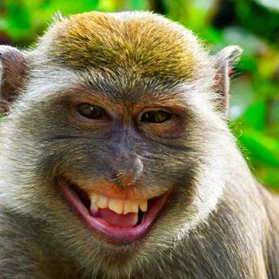 Лучшие моменты обезьян: Фотогалерея в 4K | Обезьяна улыбается Фото №1438085  скачать