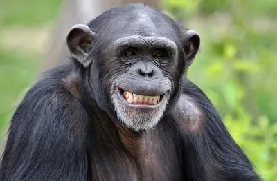 Улыбка обезьяны стоковое фото. изображение насчитывающей счастливо -  106138690