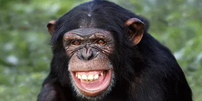 фото :: горилла :: обезьяна :: улыбка - JoyReactor