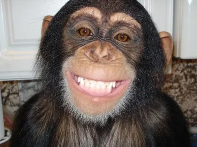 обезьяна улыбается｜TikTok Search
