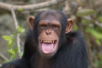 Обезьяна улыбки стоковое фото. изображение насчитывающей примат - 38330108