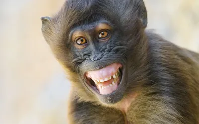 Смешные рожи обезьян - 74 фото