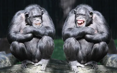 улыбаться как обезьяна с новым бананом. векторная улыбка шимпанзе обезьяны  с бананом во рту. конструкция типографских предложений Иллюстрация вектора  - иллюстрации насчитывающей иллюстрация, макака: 248400086