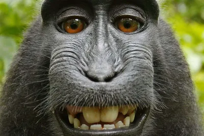 картинки : животное, Дикая природа, Млекопитающее, Фауна, улыбка, Примат,  шимпанзе, Самость, Позвоночный, Автопортрет, Индонезия, Западная горилла,  Великая обезьяна, Шимпанзе, Макака-нигра, Знаменитый хохлатый макак, Черная  обезьяна, Хохлатая черная ...