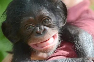 Чехол MyPads обезьяна улыбается для Meizu V8, купить в Москве, цены в  интернет-магазинах на Мегамаркет