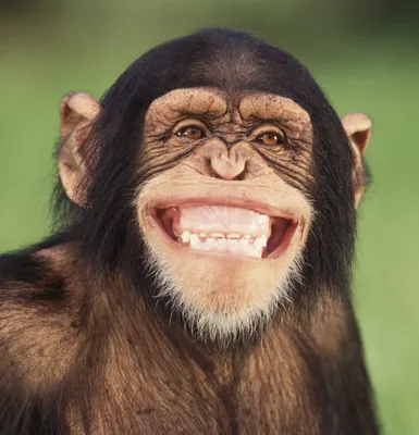 Макака смотрит в камеру и улыбается, Стоковые видеоматериалы Включая:  макака и обезьянничать - Envato Elements