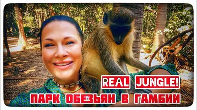 РЕН ТВ Телеканал - Гималайская курносая обезьяна способна выдерживать  экстремальные температуры благодаря 15-сантиметровому меху! #РЕНТВ |  Facebook