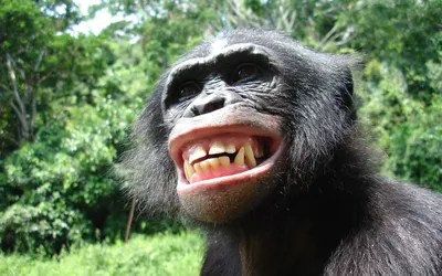❓Вы знали, что нельзя улыбаться обезьянам? 🦍Обезьяны воспринимают улыбку в  32 зуба за оскал. А значит, она.. | ВКонтакте