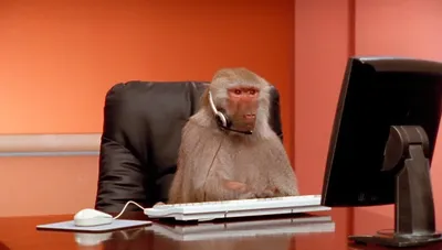 Шимпанзе Играя С Ноутбук — стоковые фотографии и другие картинки Обезьяна -  Обезьяна, Компьютер, Компьютерная клавиатура - iStock