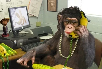 Создать мем \"обезьяна, обезьяна за компом, обезьяна за компьютером\" -  Картинки - Meme-arsenal.com