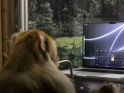 Илон Маск показал, как обезьяна с Neuralink печатает силой мысли, и  пообещал тесты на людях через полгода