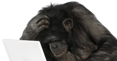Neuralink впервые показала чипированную обезьяну. Она управляет компьютером  силой мысли - Hi-News.ru