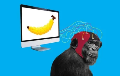 Как обезьян учат языкам людей? И какие из приматов достигли наибольших  успехов? | Пикабу