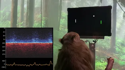 Компания Neuralink Илона Маска научила обезьяну управлять компьютером силой  мысли