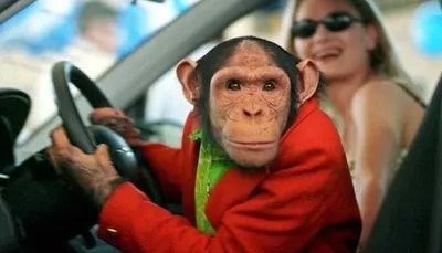 Обезьяна за рулем машины ☆ Орангутанга научили водить электрокар ☆ Прикол в  зоопарке - YouTube