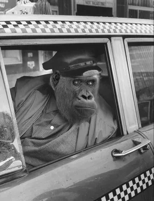 Близкий снимок обезьяны за рулем машины | Премиум Фото