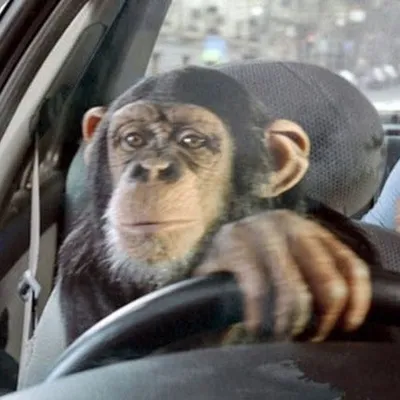 Видео: Орангутан с важным видом катается за рулем автомобиля по зоопарку