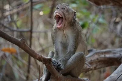 Африканские человекообразные обезьяны в ближайшие 30 лет потеряют ареал  своего обитания
