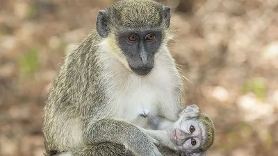 Фотообои с обезьянами: Скачай бесплатно в любом формате | Обезьяны африки  Фото №1438253 скачать