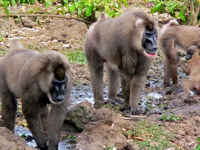 Из-за засухи в Африке голодные обезьяны нападают на людей