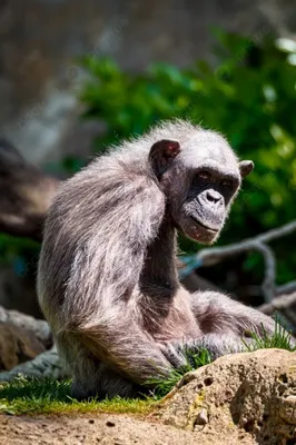 Vervet обезьяны Африки стоковое фото. изображение насчитывающей  дистанционно - 20586858