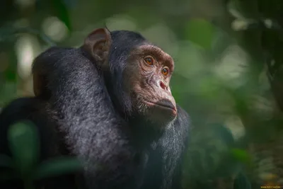 обезьяна Mandrill Конго обезьяны Африки африканская Стоковое Фото -  изображение насчитывающей звеец, троглодитов: 13761536