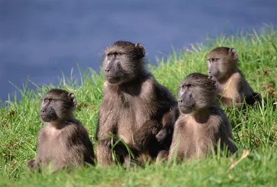 портрет обезьяны африка дикие млекопитающие Фото Фон И картинка для  бесплатной загрузки - Pngtree