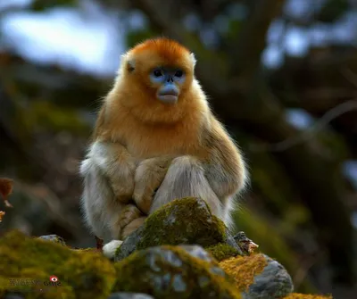 Африканские человекообразные обезьяны могут потерять ареал обитания за 30  лет