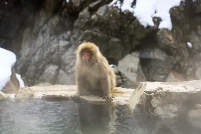Картина на холсте Gangster Monkey. Три обезьяны! Купить или заказать.