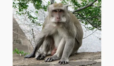 макака обезьяна, запасное фото, вид сзади детеныш обезьяны, Hd фотография  фото фон картинки и Фото для бесплатной загрузки
