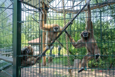 Животные обезьяны - 70 фото