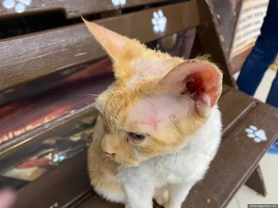 Облезлые кошки с несчастными глазами: в Псков приехала очередная контактная  выставка