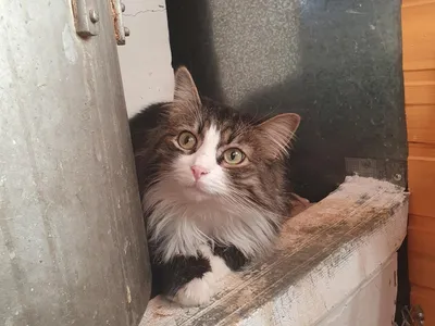 В Новодвинске благодаря волонтерам брошенные кошки обретают дом и семью