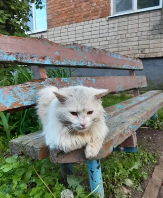 Облезлые кошки с несчастными глазами: в Псков приехала очередная контактная  выставка