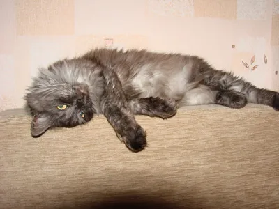 Бездомный, облезлый котенок, который ел вареные шкурки от свеклы,  превратился в настоящую красавицу | Пикабу