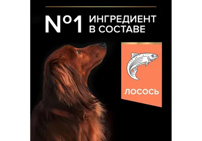 Шампунь для собак и кошек ZOORIK антибактериальный 500 мл купить по цене  199 ₽ с доставкой в Москве и России, отзывы, фото