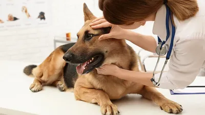 Папилломы у собаки — все о \"бородавках\" от ветеринара