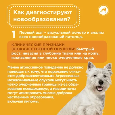 Венерическая саркома у собак - симптомы, лечение, диагностика