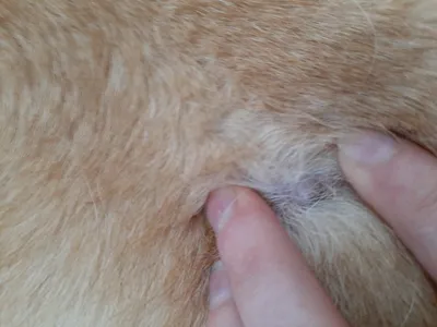 Флегмона передней лапы у собаки: лечение в клинике для животных Живаго