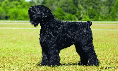 Самые большие собаки в мире - породы больших собак с фото | Блог  зоомагазина Zootovary.com