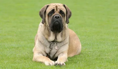 Самая большая собака в мире - 78 фото