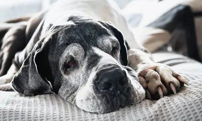 Эти 5 пород собак признаны самыми красивыми в мире. Таких вы не видели |  РБК Life