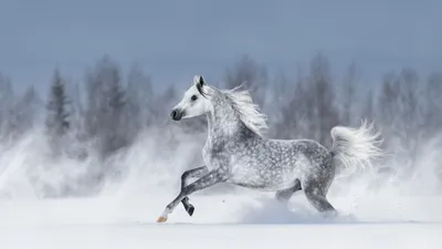 Самая красивая лошадь в мире | Интересные факты | Узнай Всё