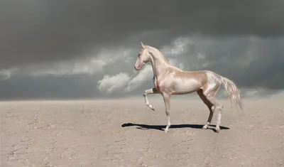 Красивые лошади - YouTube
