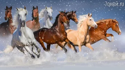 Белые лошади, мама и жеребёнок, …» — создано в Шедевруме