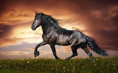 Очень красивые лошади фото фотографии